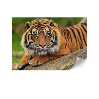 OEM Carta Da Parati Standard In Tessuto Non Tessuto - 100 X 70 Cm - Stile Eclettico - Animali Carta Da Parati Standard In Tessuto Non Tessuto - 200 X 140 