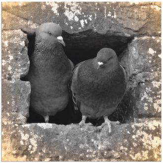 Artland Wandbild »Tauben Liebe« Vögel 1 Stk. tlg. als Alubild, Outdoorbild, Leinwandbild, Poster in verschied. Grössen