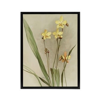 Artery8 F Sander Spathoglottis Kimballiana Orchid Flowers Framed Canvas Art | Size: W24 x H32