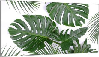 OEM Protector De Cristal Para Encimera 90x52 Monstera