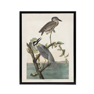 Artery8 Yellow Crowned Heron Audubon Nature Black Framed Canvas Wall Art in White | Size: W24 x H32
