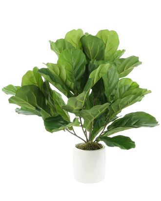 Creative Displays Inc. Fiddle Leaves Arranged In A White Fiberstone Pot