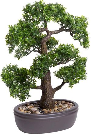 Botanic-Haus Kunstbonsai »Ficus Bonsai«