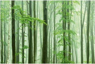 Schubiger M&ouml;bel Digitaldruck auf Acrylglas Waldstimmung