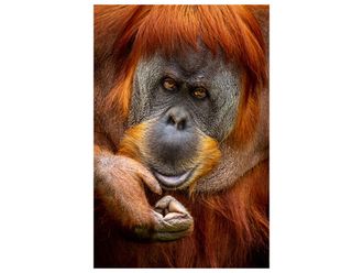 Schubiger M&ouml;bel Digitaldruck auf Glas Orang-Utan