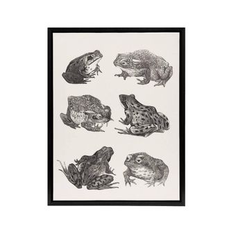 Artery8 Six Frogs & Toads Pencil Drawing Framed Canvas Wall Art Print Hoytema in White | Size: W24 x H32