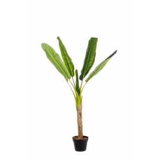 BIZZOTTO Bizzotto - 2x Banana Plant C-jarr&oacute;n 7 Hojas Alt.113