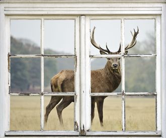Queence Wandsticker »Hirsch« Wandsticker, Wandbild, selbstklebend, 3D, Fenster, Hirsch