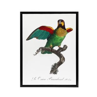 Artery8 The Orange Cheeked Parrot Levaillant Framed Canvas Wall Art Print in White | Size: W24 x H32