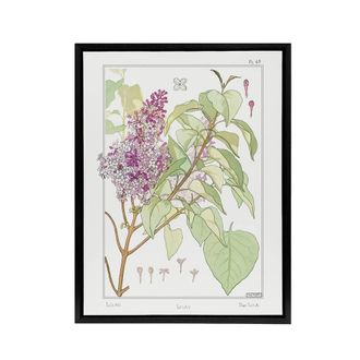 Artery8 Lilac Flower Plant Framed Canvas Wall Art Print Vintage Floral Verneuil in White | Size: W24 x H32