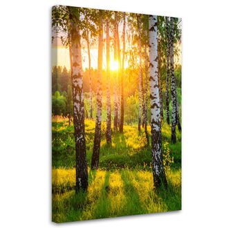 Feeby Impresi&oacute;n De Imagen, Abedules &Aacute;rboles Puesta De Sol, 80x120