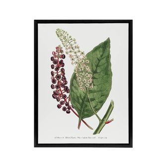 Artery8 Francis Sansom American Pokeweed Vintage Botanical Framed Canvas Art in White | Size: W24 x H32