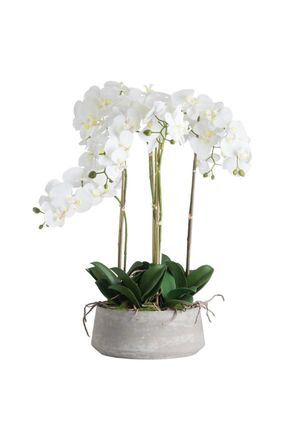 Hill Interiors Orchid In Stone Pot