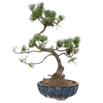 Kentis Kentis - Bonsai Di Pino - Pinus Parviflora Pentaphylla - H 35-45 Cm Vaso &Oslash; 17 Cm