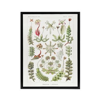 Artery8 Hepatica Plant Vintage Floral Haeckel Botanical Framed Canvas Wall Art in White | Size: W24 x H32