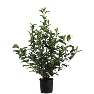 Kentis Kentis - Viburnum Lucidum - Pianta di Viburno - Piante Vere da Esterno da Siepe Sempreverdi Resistenti - h 125-150 cm Vaso &oslash; 30 cm