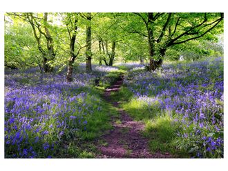 Schubiger M&ouml;bel Digitaldruck auf Acrylglas Wald mit Lavendel 1