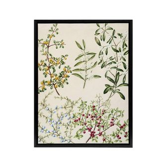 Artery8 New Zealand Coprosma Acerosa Coastal Plant Featon Framed Canvas Art in Beige | Size: W24 x H32
