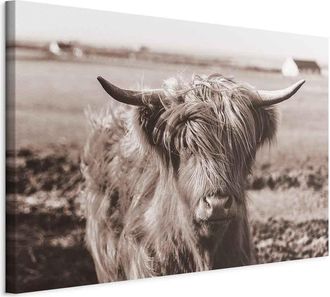 OEM Pintura - Vaca Escocesa En Sepia
