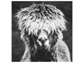 Schubiger M&ouml;bel Digitaldruck auf Acrylglas Alpaka Hippie