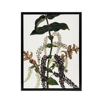 Artery8 New Zealand Tutu Plant Vintage Artwork Featon Framed Canvas Wall Art in Beige | Size: W24 x H32