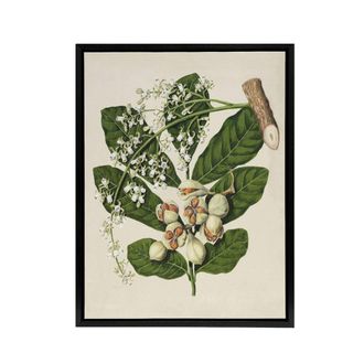 Artery8 New Zealand Kohekohe Tree Flowers Featon Framed Canvas Wall Art Print in Beige | Size: W24 x H32