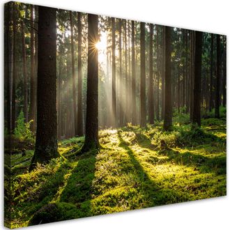 Feeby Cuadro En Lienzo, Bosque &Aacute;rboles Amanecer, 120x80