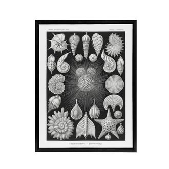 Artery8 Forams Vintage Illustration Haeckel Botanical Framed Canvas Wall Art in Black | Size: W24 x H32
