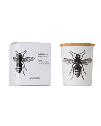 Vila Hermanos Insect Candle In Jar 2.65 Ounce in Calabrone at Nordstrom