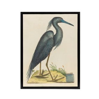 Artery8 Blue Heron Natural History Illustration Catesby Framed Canvas Wall Art in Beige | Size: W24 x H32