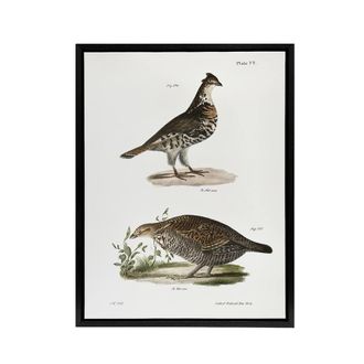 Artery8 James De Kay Partridge & Pinnated Grouse Framed Canvas Art Print in White | Size: W24 x H32