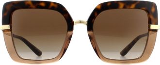 Dolce & Gabbana Square Top Havana on Transparent Brown Brown Gradient Sunglasses
