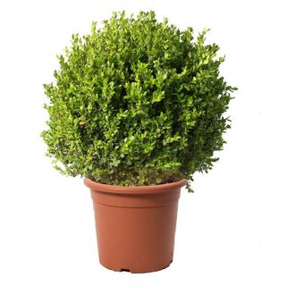 Kentis Kentis - Bosso a Sfera - Buxus Microphylla Faulkner - h 60-70 cm Diametro Cespuglio 45-50 cm Vaso &oslash; 30 cm