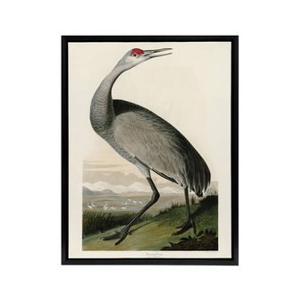 Artery8 Audubon Birds Of Crane Nature Painting Framed Canvas Wall Art Print | Size: W24 x H32