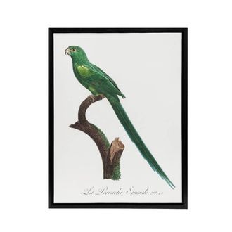 Artery8 The Long Tailed Parakeet Francois Levaillant Framed Canvas Wall Art in White | Size: W24 x H32