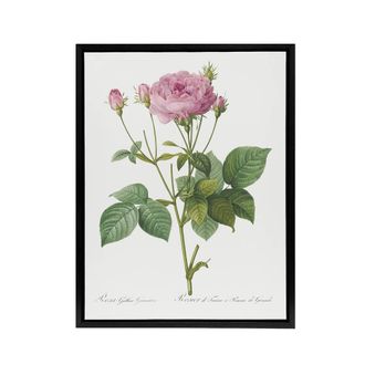 Artery8 Gallic Rose Flower Illustration Redoute Vintage Framed Canvas Wall Art in White | Size: W24 x H32