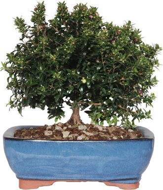 Kentis Kentis - Bonsai Mirto - Bonsai Myrtus Communis - h 23-30 cm Vaso &oslash; 21