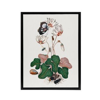 Artery8 Cyclamen Butterfly Beetles & Shell Bolton Black Framed Canvas Art in White | Size: W24 x H32
