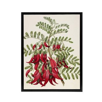 Artery8 New Zealand Kaka Beak Plant Flowers Featon Framed Canvas Wall Art in Beige | Size: W24 x H32