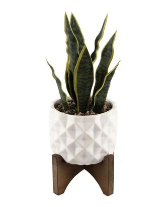 Flora Bunda 12.5In Snake Plant In Ceramic On Stand