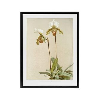 Artery8 F Sander Cypripedium Leeanum Var Giganteum Orchid Framed Canvas Art | Size: W24 x H32
