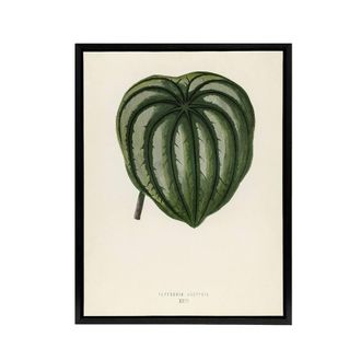 Artery8 Vintage Botanical Pepper Elder Leaf Fawcett Black Framed Canvas Art in Beige | Size: W24 x H32