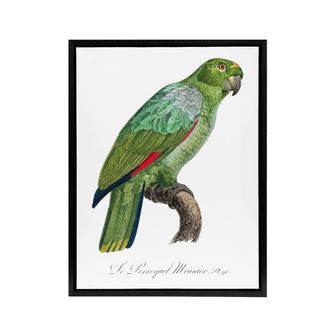Artery8 The Southern Mealy Amazon Parrot Levaillant Framed Canvas Wall Art in White | Size: W24 x H32