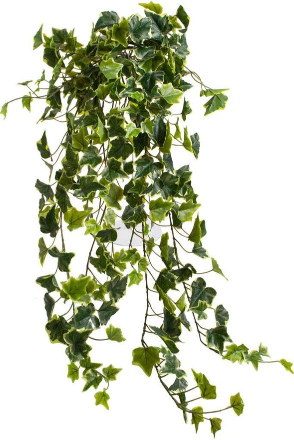monstera cijena Monstera Deliciosa – Swiss Cheese Plant main image 1