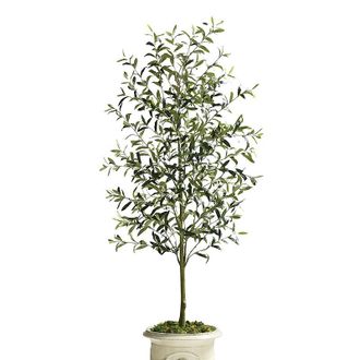 Frontgate Indoor/Outdoor Olive Tree - Frontgate