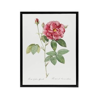 Artery8 French Rose Illustration Redoute Vintage Black Framed Canvas Wall Art in White | Size: W24 x H32