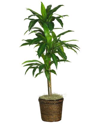 Nearly Natural 48In Dracaena With Basket Silk Plant (Real Touch)