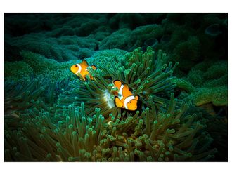 Schubiger M&ouml;bel Bildsystem Nemo