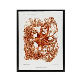 Artery8 Deep Sea Basket Star Illustration Albert I Framed Canvas Wall Art in White | Size: W24 x H32