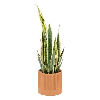 Atmosphera Planta Artificial Nippo, 78 Cm, Marr&oacute;n - Atmosphera Cr&eacute;ateur DInt&eacute;rieur